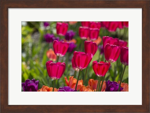 Framed Bright Spring Tulips 1 Print