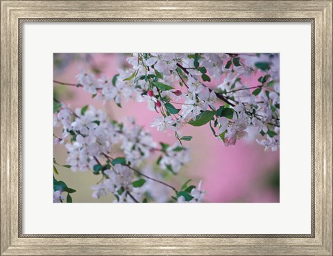 Framed Weeping Cherry Tree Blossoms, Louisville, Kentucky Print
