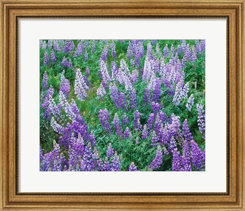 Framed Lupine Meadow and Oregon white oaks, Columbia River Gorge National Scenic Area, Oregon Print