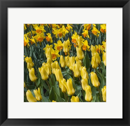 Framed Yellow Tulips Print