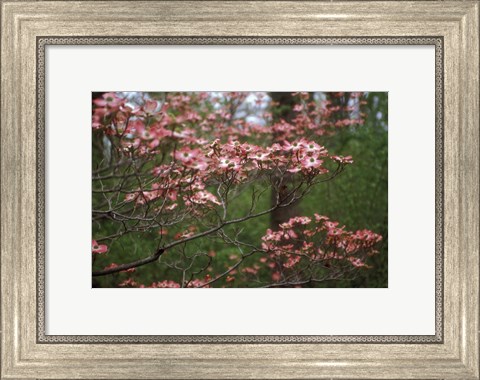 Framed Pink Dogwood Blooms Print