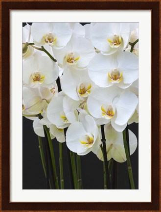 Framed White Orchid Blooms 1 Print
