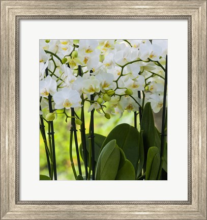 Framed White Orchid Blooms 2 Print