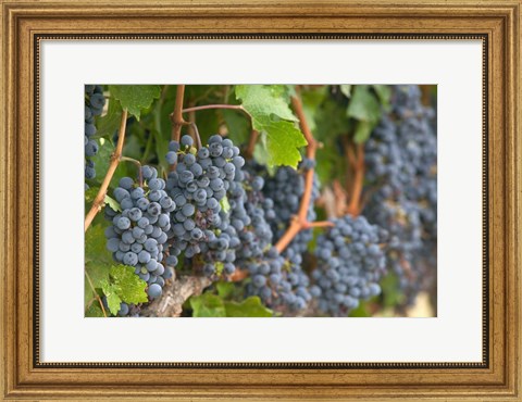 Framed Vineyard Grapes, Calistoga, Napa Valley, Ca Print