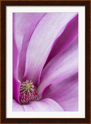 Framed Magnolia Flower, Maine Print