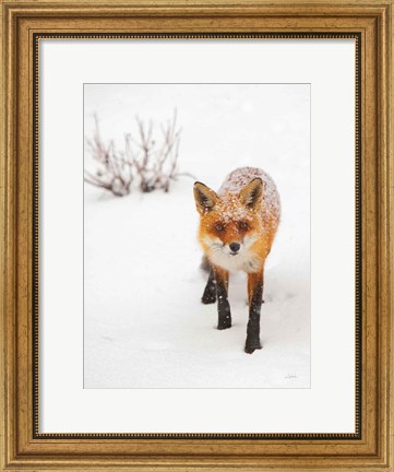Framed Red Fox III Print