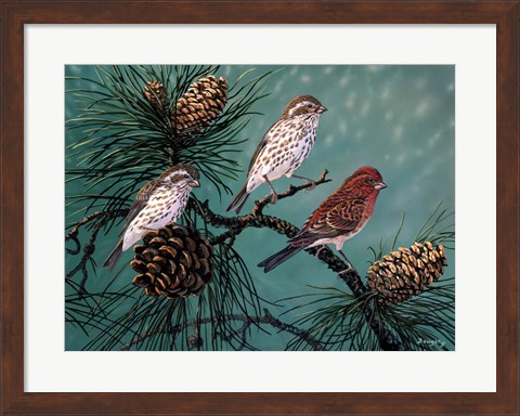 Framed Purple Finches Print