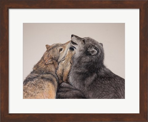 Framed Three Wolves Print