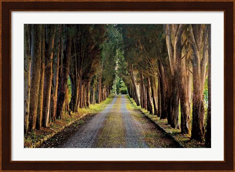 Framed Tree Tunnel Print