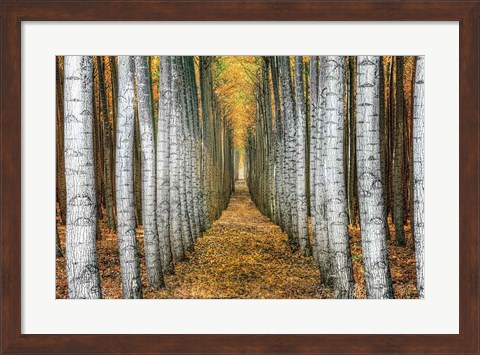 Framed Tree Farm Print