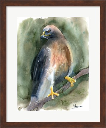 Framed Hawk Print