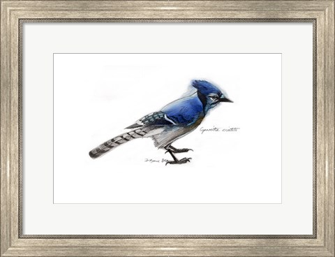 Framed Blue Jay Print