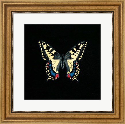 Framed Butterfly on Black Print