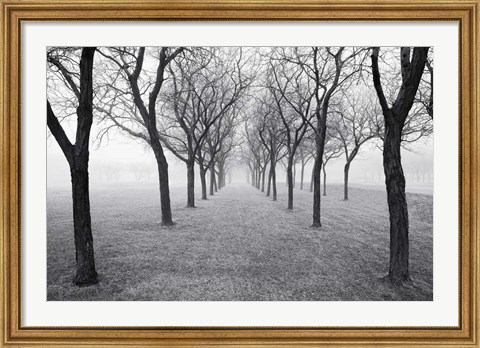 Framed Tunnel of Trees Print