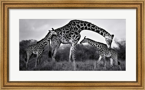 Framed Giraffe Family Print