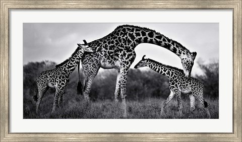 Framed Giraffe Family Print