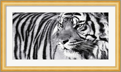 Framed Tiger Eyes Print
