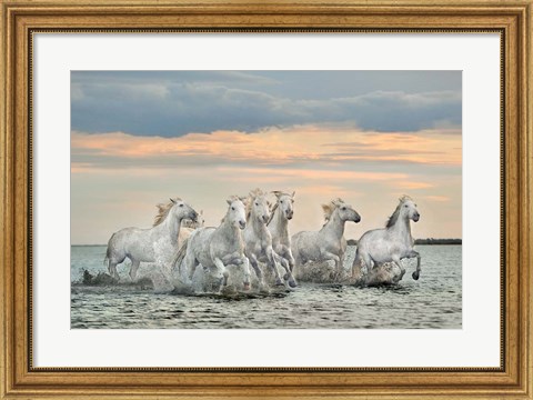 Framed Camargue Horses - France Print