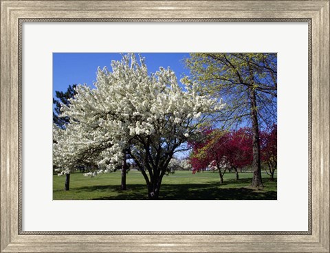 Framed Pin Cherry Tree Blooming, New York Print