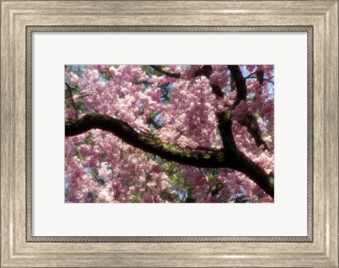 Framed Cherry Blossom Tree In Bloom In Springtime, Tokyo, Japan Print