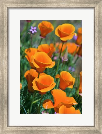 Framed California Poppies, Antelope Valley, California Print