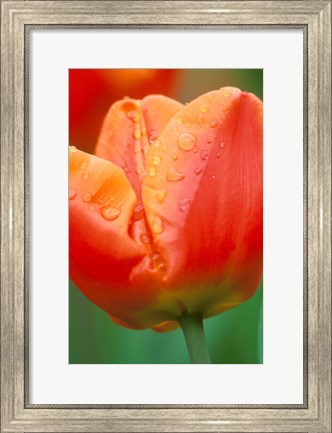 Framed Tulip Detail, Skagit Co, Wa Print