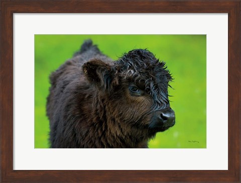 Framed Scottish Highland Cattle XI Print