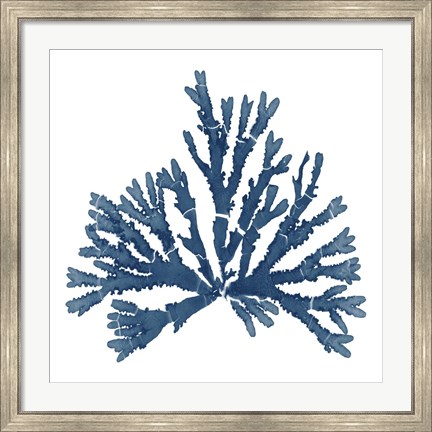 Framed Pacific Sea Mosses Blue on White IV Print