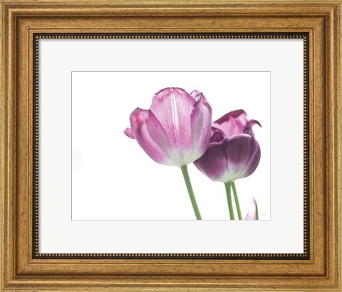 Framed Tulip Time I Print