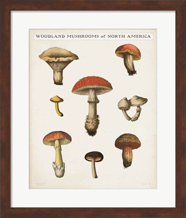 Framed Mushroom Chart II Light Print