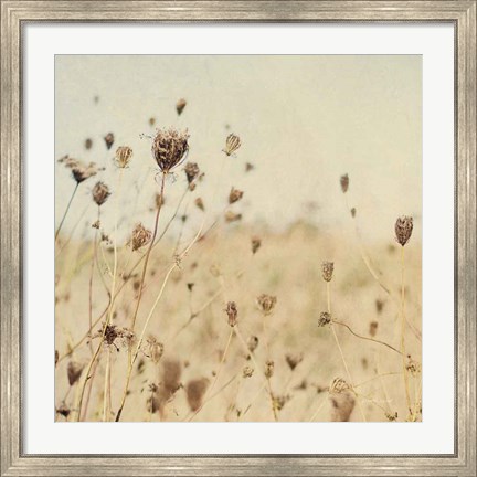 Framed Falling Queen Annes Lace II Crop Sepia Print