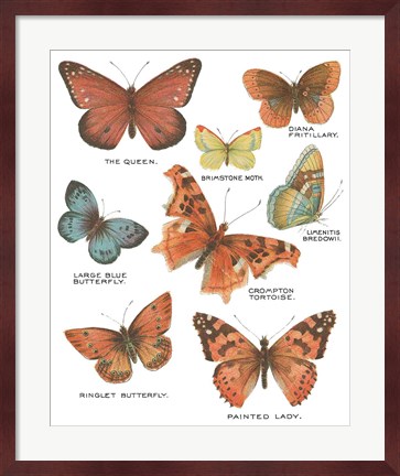 Framed Botanical Butterflies Postcard IV White Print