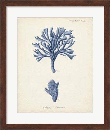 Framed Antique Coral in Navy IV Print