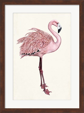 Framed Striking Flamingo I Print