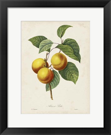 Framed Redoute&#39;s Fruit I Print
