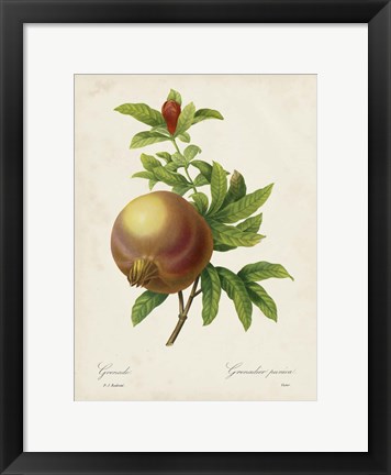 Framed Redoute&#39;s Fruit III Print