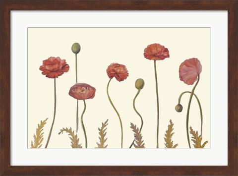 Framed Coral Poppy Display I Print