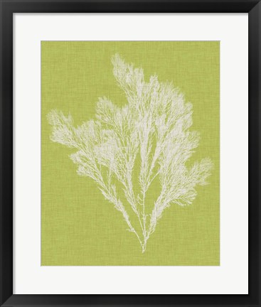 Framed Seaweed Pop V Print