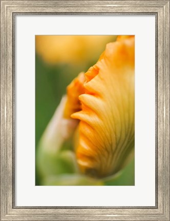 Framed Peach Bearded Iris 1 Print
