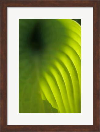 Framed Hosta Leaf Detail 4 Print