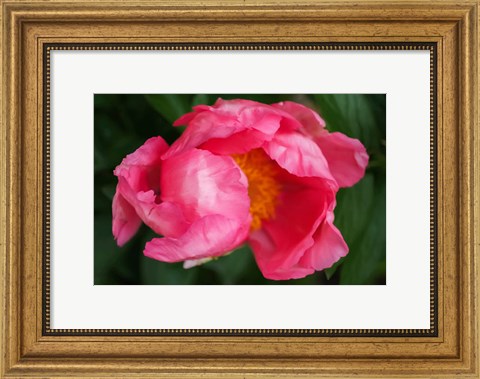 Framed Pink Peony Bloom 2 Print
