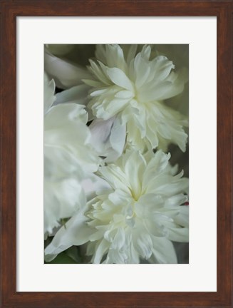 Framed White Peony 3 Print