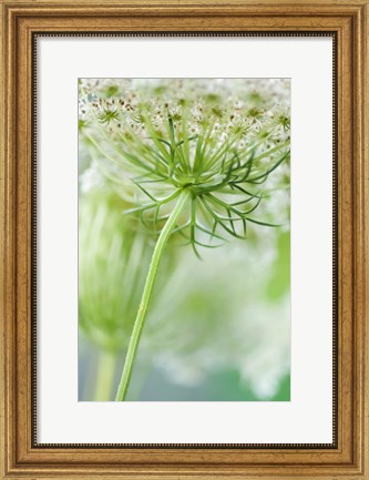 Framed Queen Anne&#39;s Lace Flower 7 Print