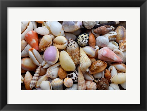 Framed Tropical Shell Still-Life 4 Print