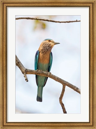 Framed India, Madhya Pradesh, Bandhavgarh National Park An Indian Roller Posing On A Tree Branch Print