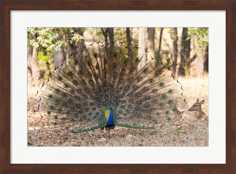 Framed India, Madhya Pradesh, Kanha National Park A Male Indian Peafowl Displays His Brilliant Feathers Print