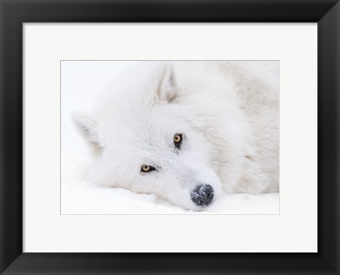 Framed Alberta, Yamnuska Wolfdog Sanctuary White Wolfdog Portrait Print