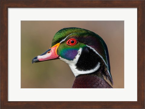 Framed Vancouver, Reifel Bird Sanctuary, Wood Duck Drake Portrait Print