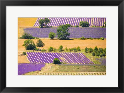 Framed France, Provence, Sault Plateau Overview Of Lavender Crop Patterns And Wheat Fields Print