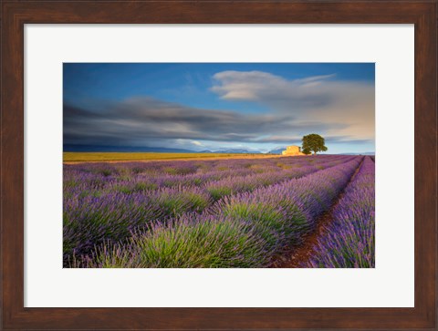 Framed France, Provence, Valensole Plateau Lavender Rows And Farmhouse Print